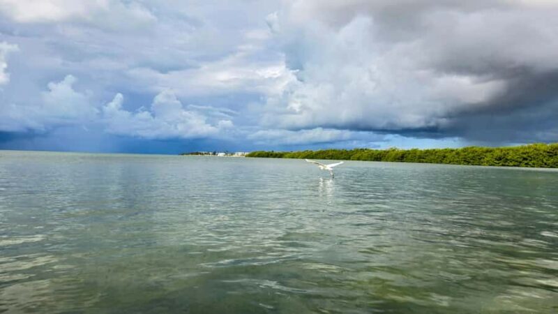 Key West: Mangrove Kayak or SUP Eco Tour - Timing, Booking, and Flexibility