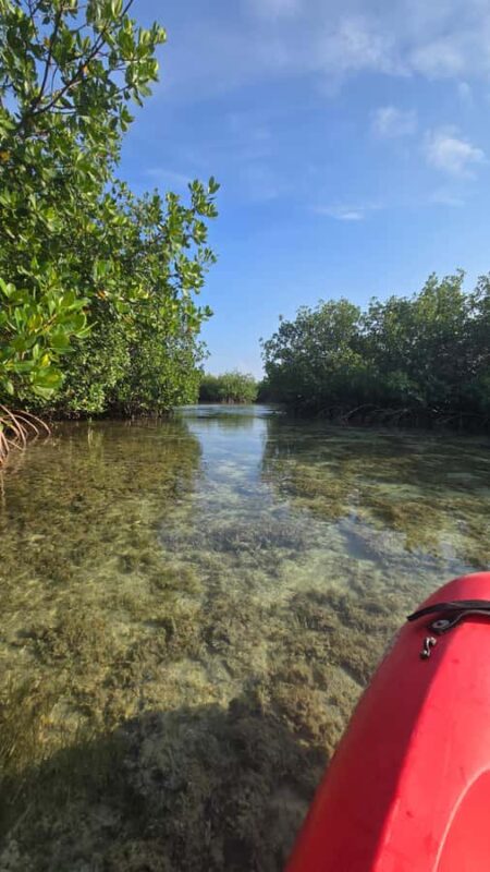 Key West: Mangrove Kayak or SUP Eco Tour - Final Thoughts on the Key West Mangrove Eco Tour
