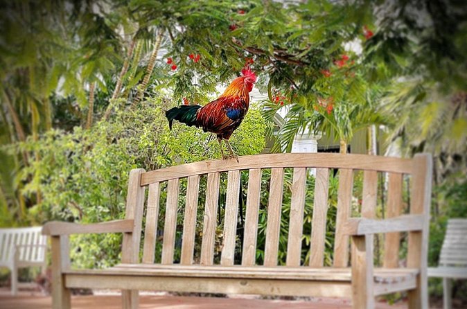 Key West Odyssey: Uncover Island Secrets, Walk by Locals - Practical Details and Logistics