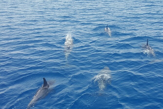 Key West's Favorite Afternoon Dolphin Sail - Setting Sail from Key Wests Historic Seaport