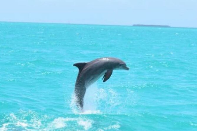 Key West's Favorite Afternoon Dolphin Sail - Who Will Enjoy This Dolphin Sail?
