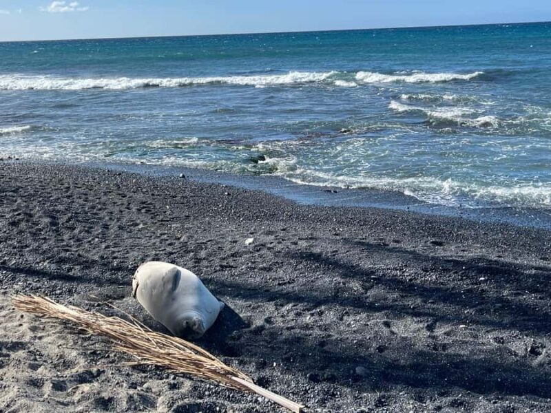 Kholo coast hike and aqua blue swim with Native Hawaiian - Booking and Flexibility Options