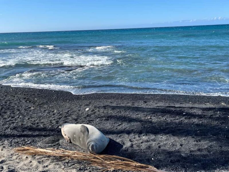 Kholo coast hike and aqua blue swim with Native Hawaiian - The Experience Provider: Kalaninuimehameha