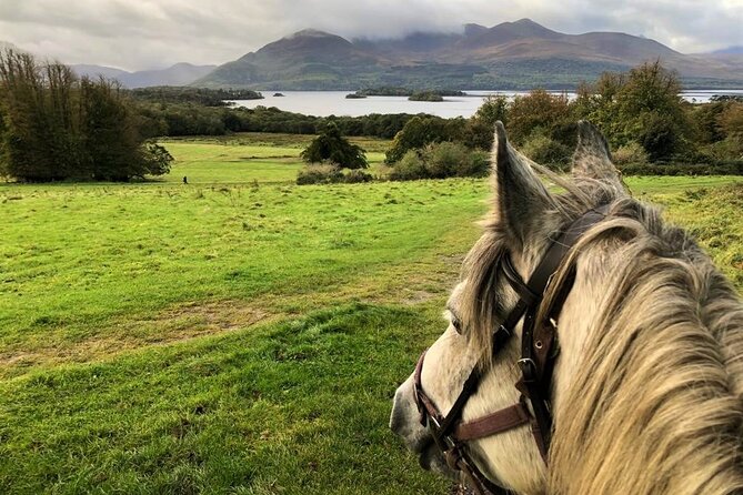 Killarney National Park Horseback Ride. Co Kerry. Guided. 1 hour. - Key Points