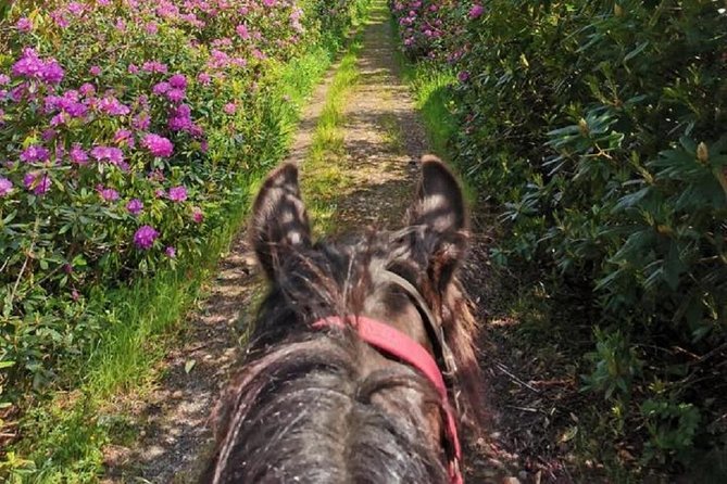 Killarney National Park Horseback Ride. Co Kerry. Guided. 2 hours. - Ideal for Beginners and Experienced Riders Alike