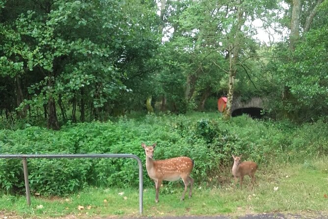 Killarney National Park Tour - Inside Killarney National Park: Lakes, Mountains, and More