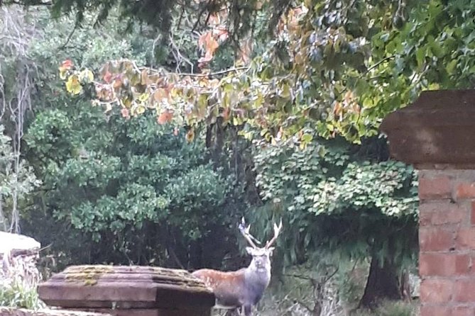 Killarney Valley & National Park - Private Tour - The Power of Torc Waterfall
