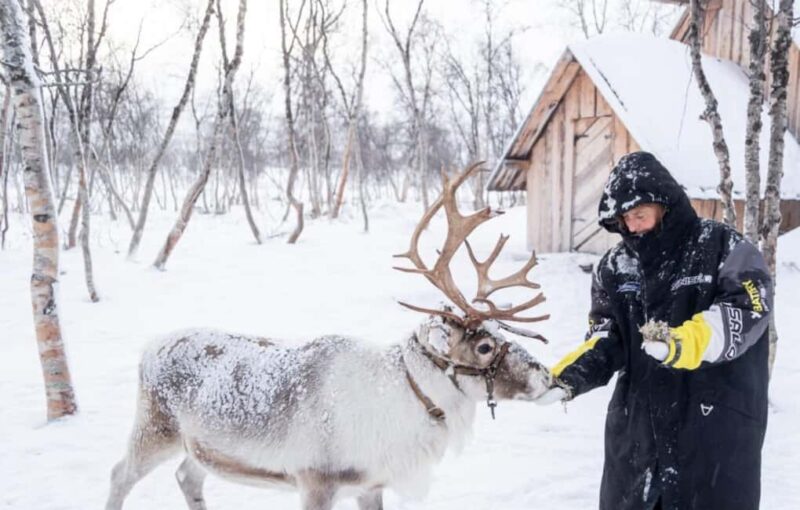 Kilpisjärvi: Sámi Culture and Reindeer Herding Tour - Discover Sámi Culture and Reindeer at Kilpisjärvi