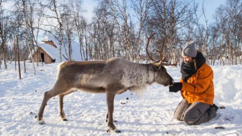 Kilpisjärvi: Sámi Culture and Reindeer Herding Tour - Key Points