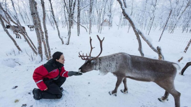 Kilpisjärvi: Sámi Culture and Reindeer Herding Tour - Learning About the Sámi People and Herder Traditions