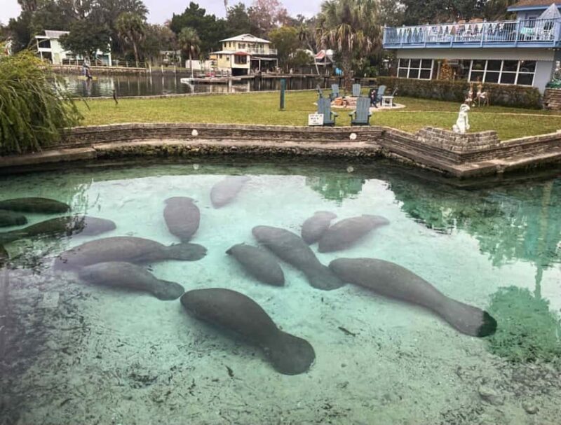 Kings Bay, Crystal River: Gentle Sunrise Manatee Kayak Tour - What Sets This Tour Apart in Crystal River