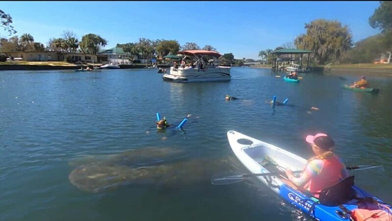 Kings Bay, Crystal River: Gentle Sunrise Manatee Kayak Tour - Crystal River Sunrise Kayak Tour: A Relaxing, Wildlife-Focused Adventure