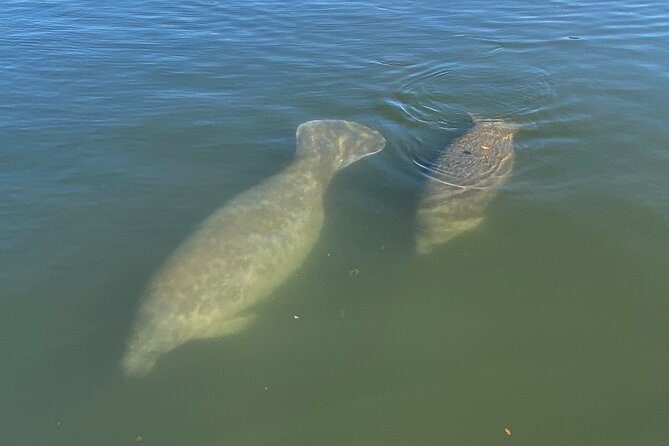Kings Bay Eco Tours - Wildlife Sightings and Scenic Views