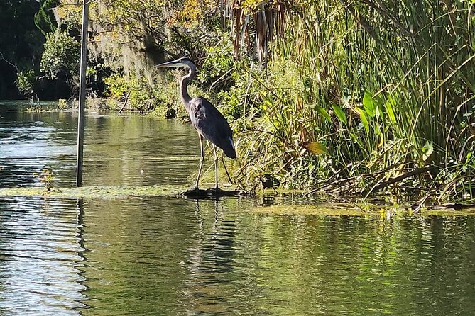 Kings Bay Manatee Watching Cruise - Key Points