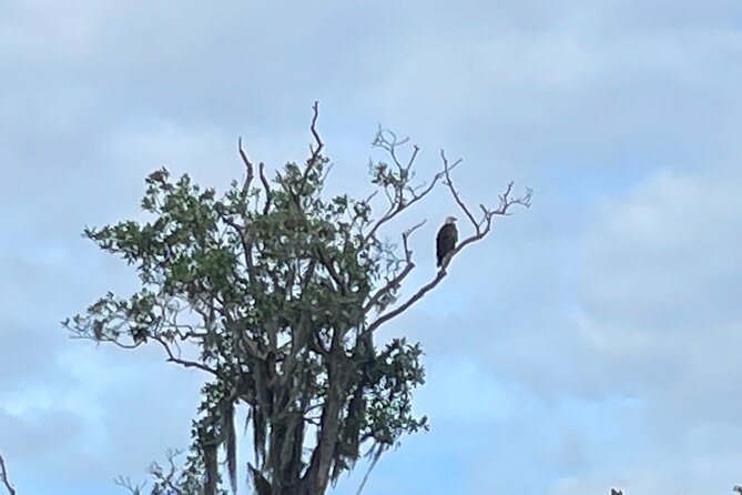 Kings Bay Manatee Watching Cruise - The Cost and Value: An Affordable Wildlife Adventure
