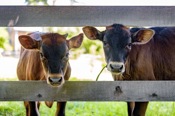 Kings Landing Admission Ticket - Unique Features: Theatre, Workshops, and Living History