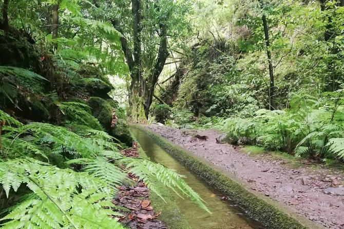 Kings Levada - São Jorge - Kings Levada in São Jorge: The Practical Choice for Nature and Scenic Lovers
