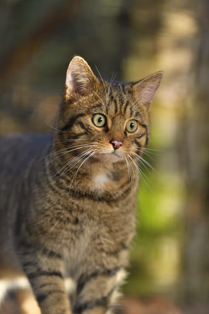 Kingussie: Highland Wildlife Park Entry Ticket - Walk Around the Enclosures to See Scottish Natives and Big Cats