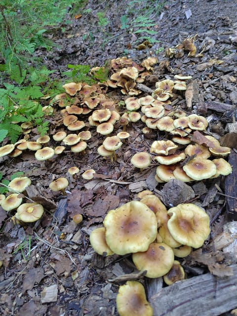 Kintulammi Nature Experience (Nature reserve near Tampere) - Visiting the Historical Site Near the Parking Area