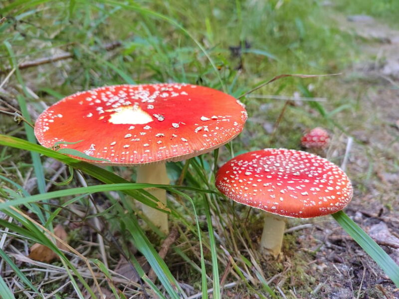 Kintulammi Nature Experience (Nature reserve near Tampere) - Guide Expertise and Personal Touch