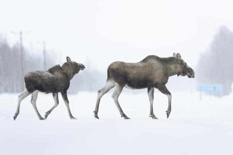Kiruna: Abisko and Björkliden Day Trip with Lunch - The Guides: Knowledgeable, Friendly, and Attentive