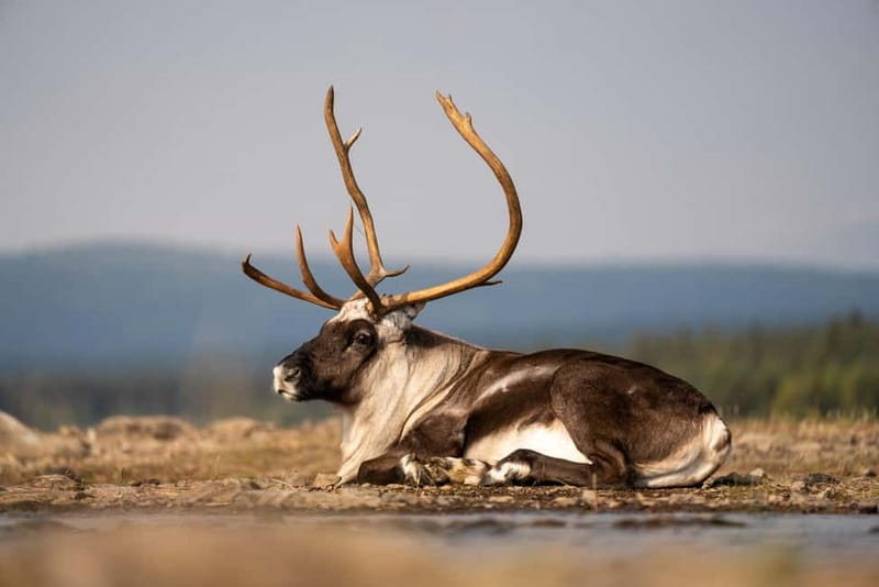 Kiruna: Arctic Summit Views in the Midnight Sun - Key Points