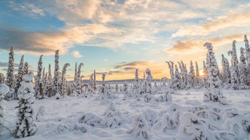 Kiruna: Daytime Snowmobile Adventure in Lapland - Experience the Arctic on a Guided Snowmobile Tour in Kiruna