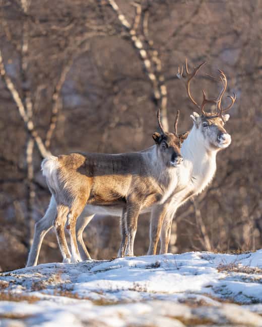 Kiruna: Daytime Snowshoe Hike - Perfect Timing for the Arctic Daylight