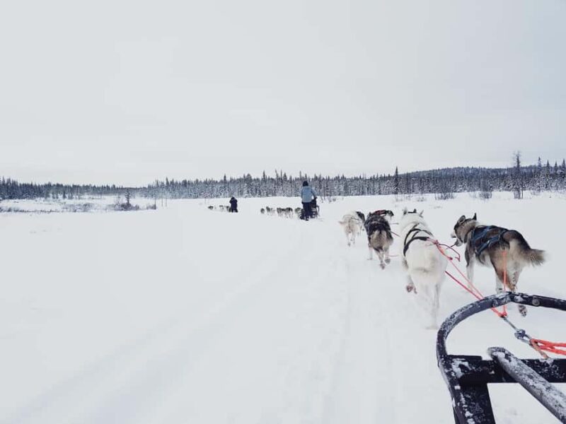 Kiruna: Dogsledding Husky tour with Lunch - Dogsledding in Kiruna: A Snowy Wilderness Adventure