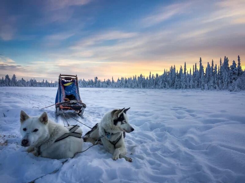 Kiruna: Dogsledding Husky tour with Lunch - The Route Through Forests and Over the Torne River