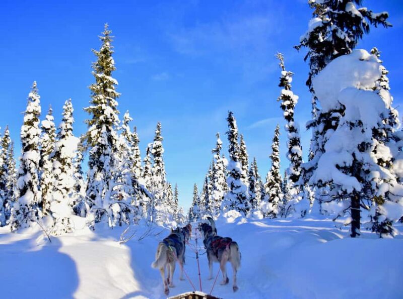 Kiruna: Family-friendly Short Husky Tour with Coffee - Learning About Lapland, Kiruna, and Sami Culture with a Friendly Guide