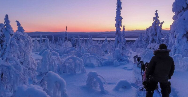 Kiruna: Guided Afternoon Drive Your Own Dog Sled Tour - Kiruna: Guided Afternoon Dog Sled Tour in Swedish Lapland