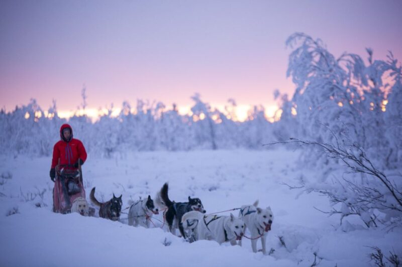 Kiruna: Guided Afternoon Drive Your Own Dog Sled Tour - What Reviewers Highlight Most Positively