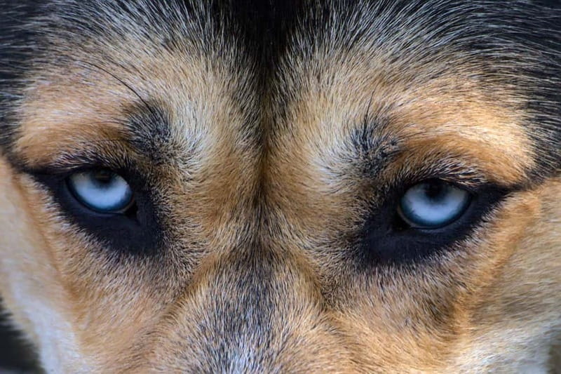 Kiruna: Husky Sled Ride with Traditional Lunch - Exciting Husky Sled Adventure with Traditional Lunch in Kiruna