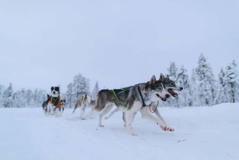 Kiruna: Husky Sled Ride with Traditional Lunch - Key Points
