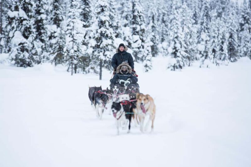 Kiruna: Morning Dogsled Ride with Swedish Fika - An Authentic Morning Dogsledding Adventure in Kiruna