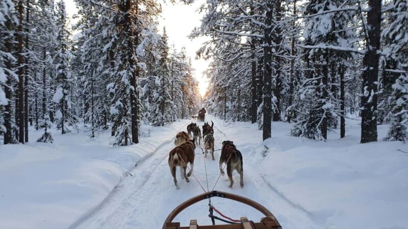 Kiruna: Morning Dogsled Ride with Swedish Fika - Practical Aspects and Booking Details
