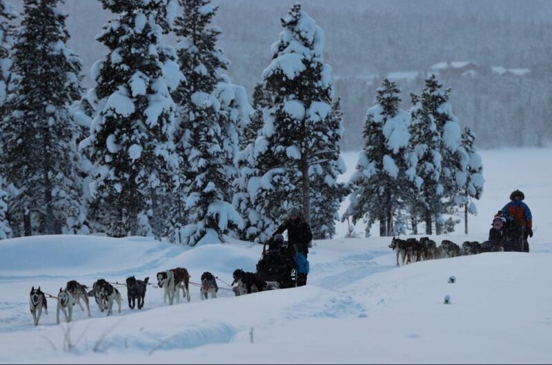 Kiruna: Morning Husky Sled Ride with Coffee Break - Thrilling Husky Sled Ride in Kiruna with a Cozy Coffee Break