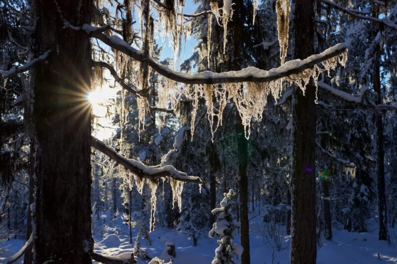 Kiruna: Morning Husky Sled Ride with Coffee Break - Key Points