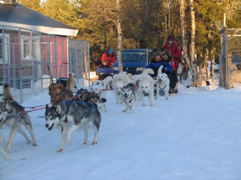 Kiruna: Northern Light Short Husky Tour with Coffee - Meeting Point at Camp Ripan and Pickup Details