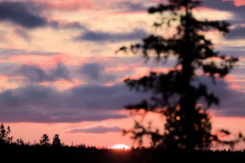 Kiruna: Northern Lights Dog Sled Tour with Swedish Fika - Key Points