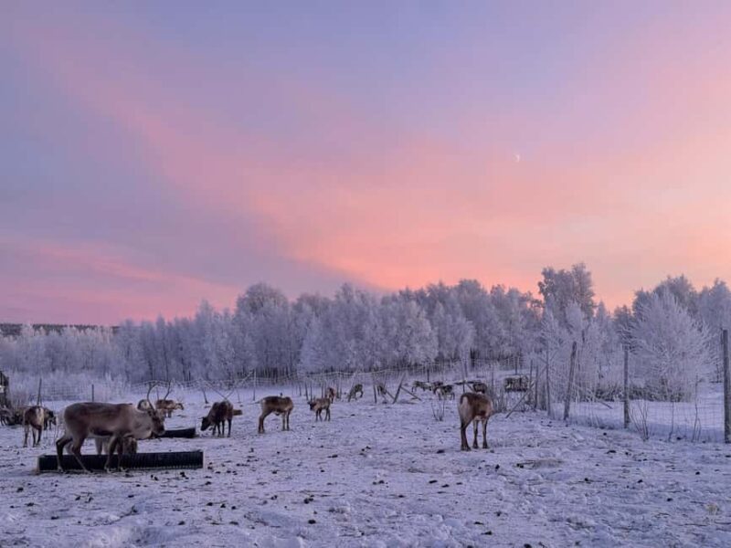 Kiruna: Reindeer Feeding Tour and Sámi Culture with Minibus - Feeding and Interacting with Reindeer at the Sámi Village