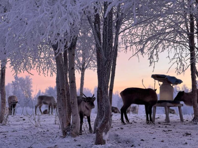 Kiruna: Reindeer Feeding Tour and Sámi Culture with Minibus - Who Will Enjoy This Experience Most
