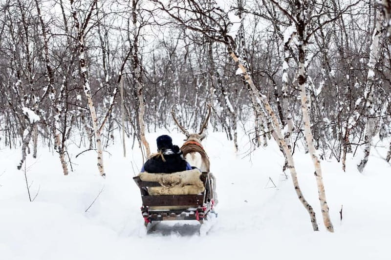 KIRUNA: Reindeer Sled Ride in the Countryside - Discover the Charm of a Reindeer Sled Ride in Kirunas Winter Landscape