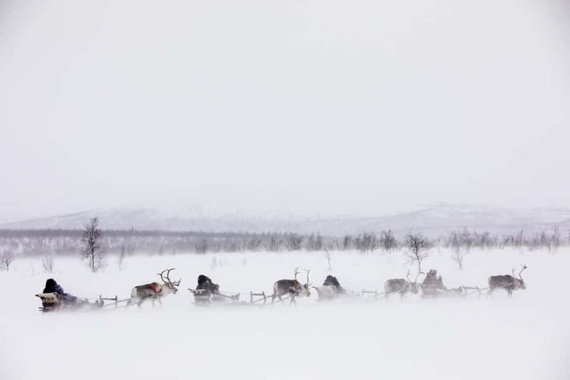 KIRUNA: Reindeer Sled Ride in the Countryside - Key Points