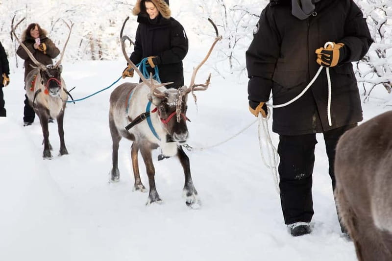 KIRUNA: Reindeer Sled Ride in the Countryside - Reindeer Sled Ride: An Unforgettable Snowy Journey