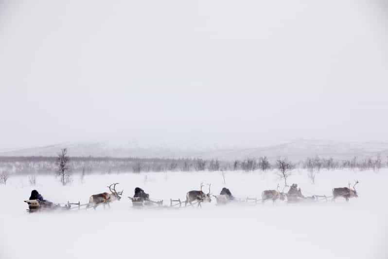 KIRUNA: Reindeer Sled Ride in the Countryside - The Experience Provider: Giron Reindeer