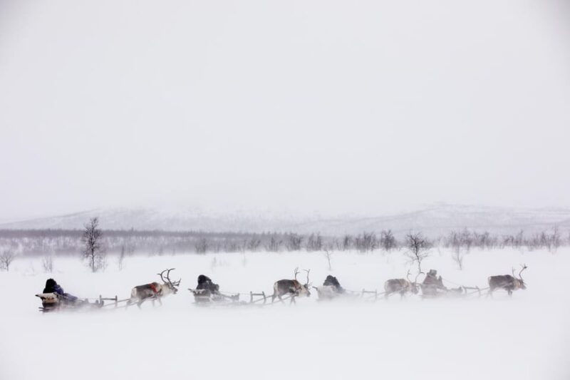 KIRUNA: Reindeer Sled Ride in the Countryside - Customer Feedback Highlights