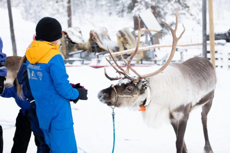 KIRUNA: Sami Reindeer Experience - Tasting Reindeer Meat: Ecological and Flavored