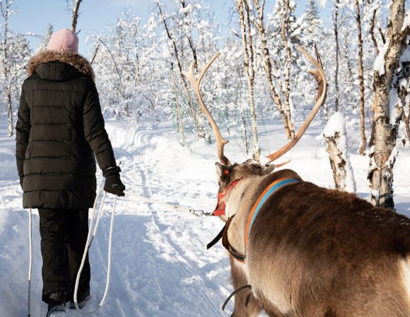 KIRUNA: Sami Reindeer Experience - The Guided Experience and Language Support